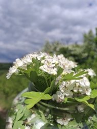 biljni preparati belog gloga